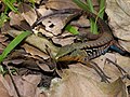 Tiger Ameiva (Holcosus festivus)