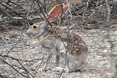 Description de l'image Antelope jackrabbit 2.JPG.