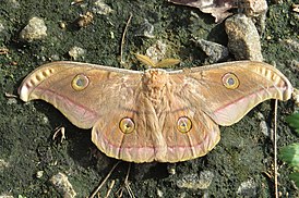 Antheraea mylitta