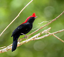 Antilophia galeata -Reserva Ambiental, Piraju, Sao Paulo, Brasil -male-8.jpg