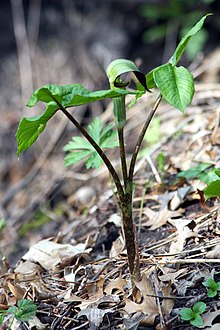 Arisaema triphyllum2.jpg