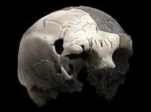 Le crâne Aroeira 3 d'environ 400 000 ans[82].