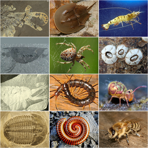 Arthropoda collage.png