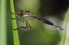 Leptogaster cylindrica