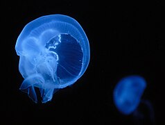 Fast farblose, durchsichtige Ohrenqualle in blauem Scheinwerferlicht