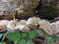 Auricularia mesenterica