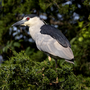 Thumbnail for Black-crowned night heron