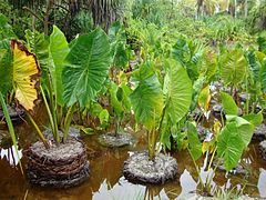 Taro géant des marais (Cyrtosperma merkusii)