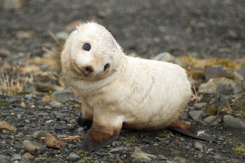 File:Baby fur seal, South Georgia.jpg