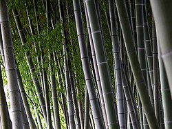 Bamboo maze.jpg