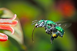 Euglossini, Abeille à orchidées.