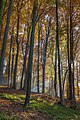 Autumn in the nature park