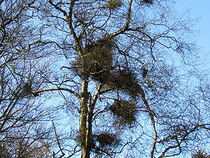 Witch's brooms on downy birch, caused by the fungus Taphrina betulina Betula pubescens Taphrina.jpg