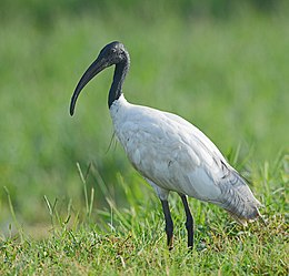 Azijinis ibis (Threskiornis melanocephalus )