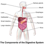 Thumbnail for Gastrointestinal disease