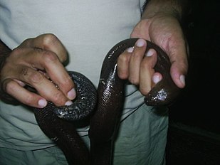 Both ends of Red Sand Boa