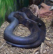 Bothrochilus boa