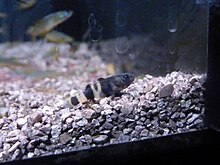 Brachygobius.jpg