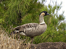 Nene (Branta sandvicensis), a native goose from Hawaii Branta sandvicensis LC399.jpg