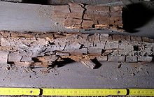 Dry rot causato dal fungo Serpula lacrymans.