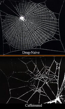 Top: picture of a regular spider web with a caption "drug-naive", bottom: heavily distorted spider web with a caption "caffeinated".