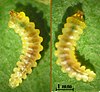Larva klíněnky jírovcové