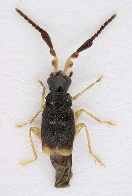 Prosthaptus excretus