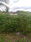 Cassava plant