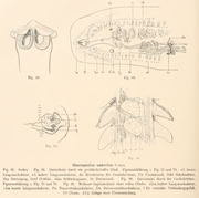 Chaetophallus umbrellus