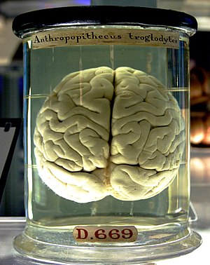 A chimpanzee brain at the Science Museum 
London