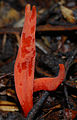 Clavaria sulcata (Neuseeland)