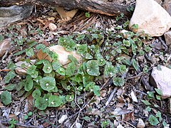 Claytonia perfoliata ssp intermontana 1