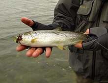 Coastal cutthroat trout Puget Sound.jpg