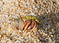 Coenobita clypeatus - Caribbean hermit crab.jpg