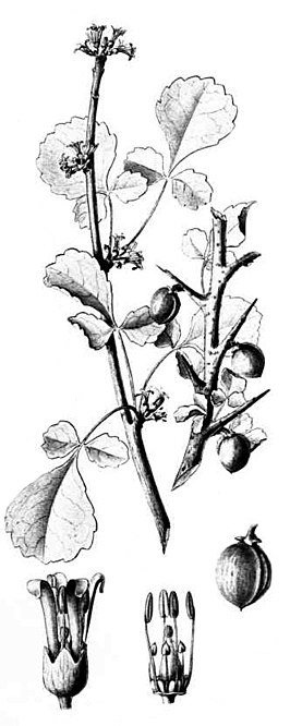 Commiphora africana