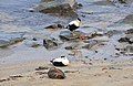 Common eider (Iceland)