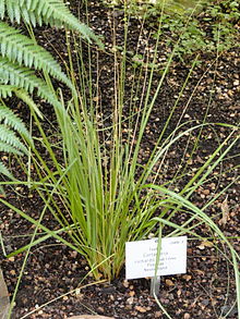 Cortaderia richardii - Palmengarten Frankfurt - DSC01920.JPG