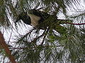 Schildrabe Pied Crow