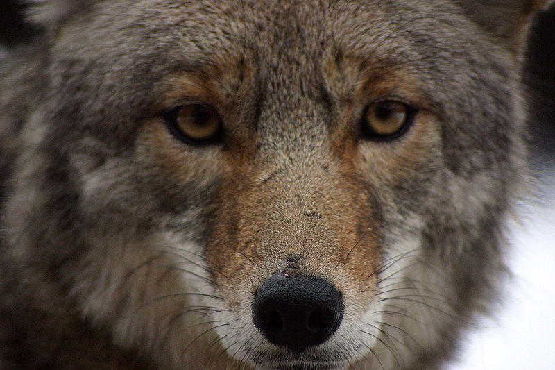 800px Coyote closeup