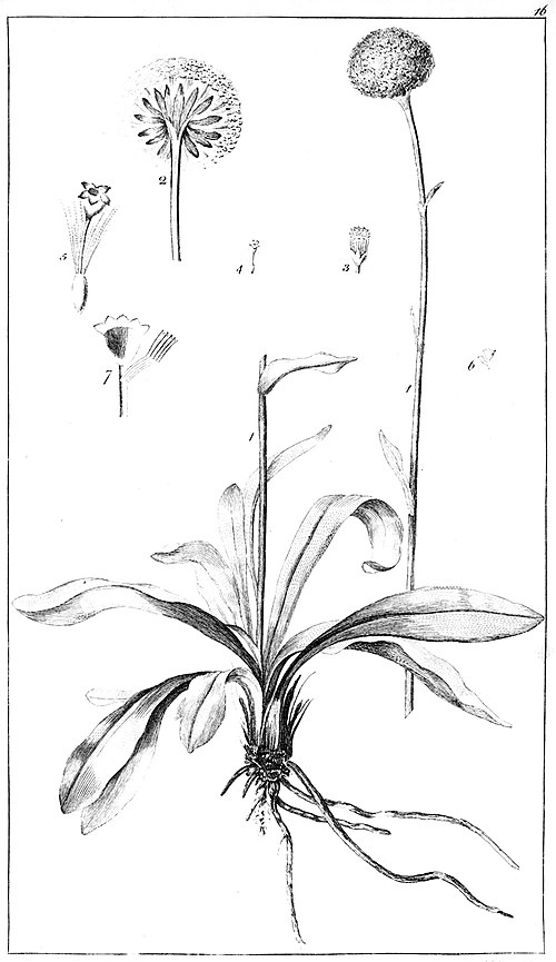 Botanical engraving of Craspedia glauca, an herb with a rosette of leaves and button-like flowers