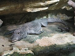 Krokodýl čelnatý (O. tetraspis)