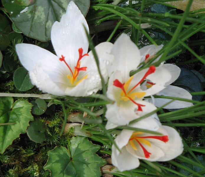 File:Crocus cartwrightianus 'Albus'02.jpg