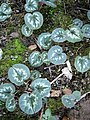 Cyclamen coum leaves