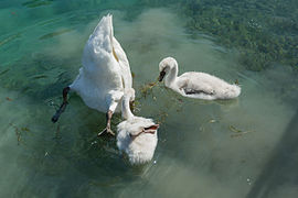 Cygnus olor (Cygne tuberculé) ; cygneaux avec un adulte les aidant à se nourrir à Annecy, France.