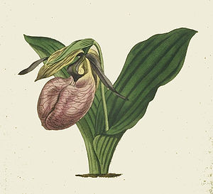 Moccasin Flower

(Cypripedium acaule)