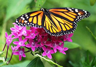 A monarch butterfly in the Butterfly House