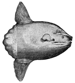 Sunfish (Orthagoriscus mola).