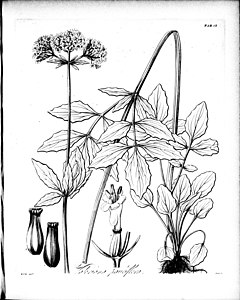 иллюстрация видов растений