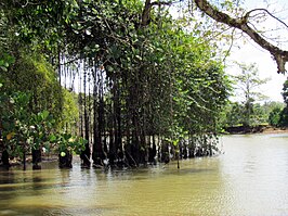 De Frío-rivier in Los Chiles.