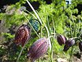 Fritillaria montana